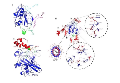 Researchers of Tehran University and Ferdowsi University of Mashhad: The High Effectiveness of the Recombinant Peptide made by Iranian Researchers is a Potential Alternative to Common Antibiotics.